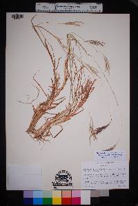 Bothriochloa ischaemum image