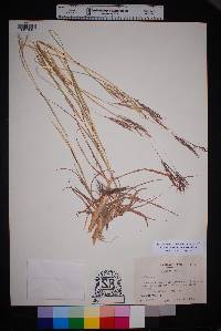 Bothriochloa ischaemum image