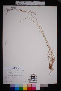 Bothriochloa ischaemum image