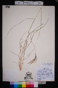 Bothriochloa ischaemum image