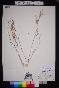 Bothriochloa ischaemum image