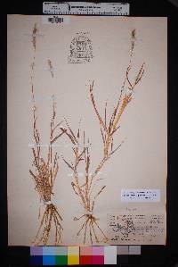 Bothriochloa laguroides image