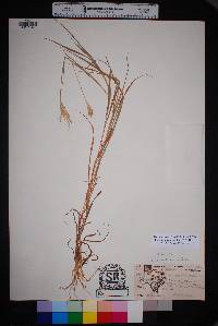 Bothriochloa laguroides image