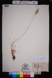 Bothriochloa laguroides image