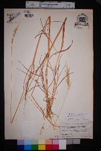 Bothriochloa laguroides image