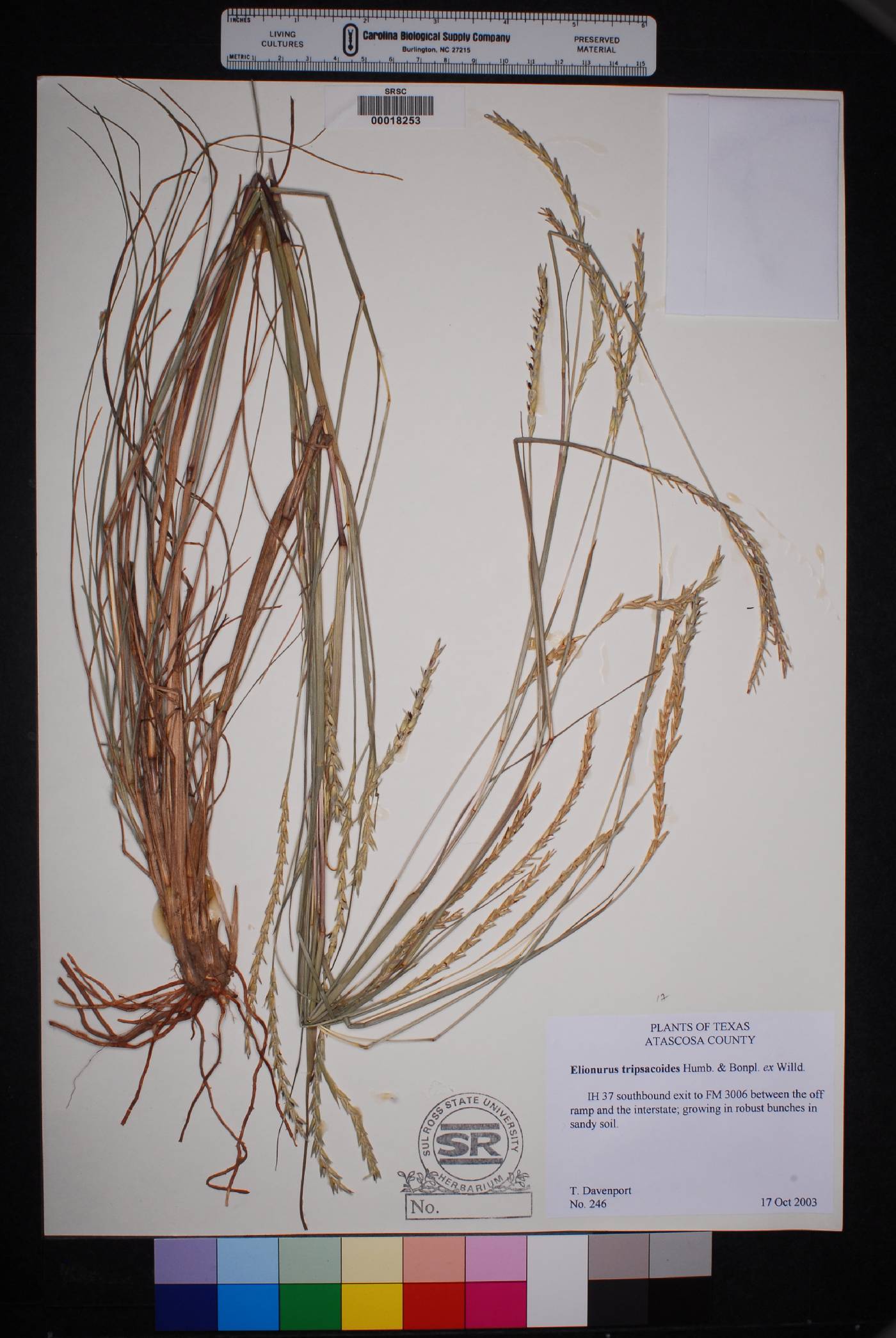 Elyonurus tripsacoides image