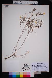 Image of Oenothera capillifolia