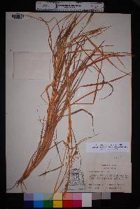 Heteropogon contortus image