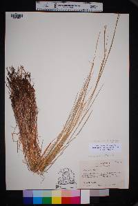 Schizachyrium sanguineum var. hirtiflorum image