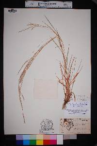 Schizachyrium sanguineum var. hirtiflorum image