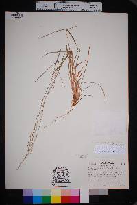 Schizachyrium sanguineum var. hirtiflorum image