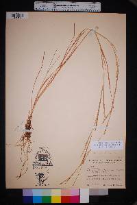 Schizachyrium sanguineum var. hirtiflorum image