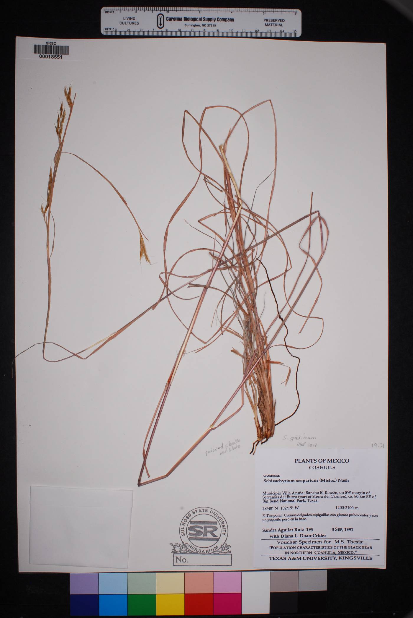 Schizachyrium spadiceum image