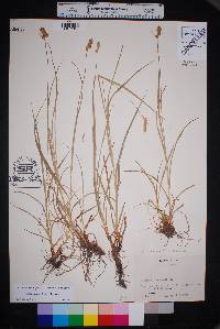 Carex austrina image