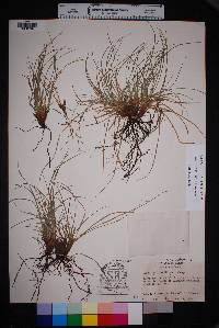 Carex lativena image