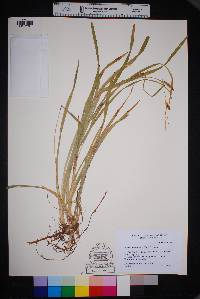 Carex microdonta image