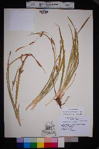 Carex microdonta image