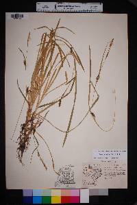 Carex microdonta image