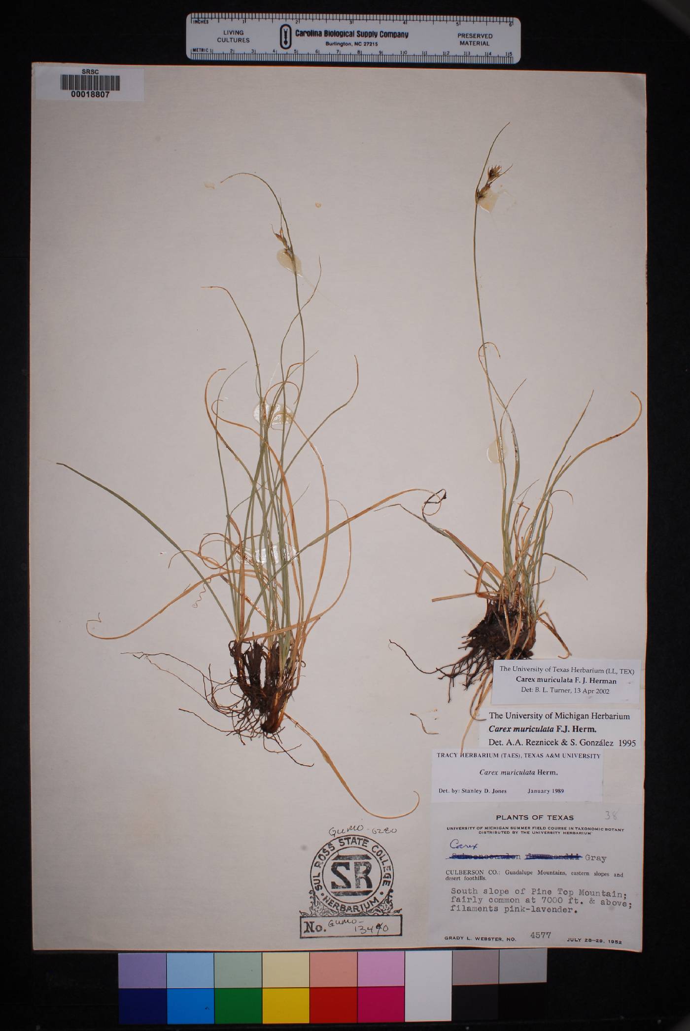 Carex muriculata image