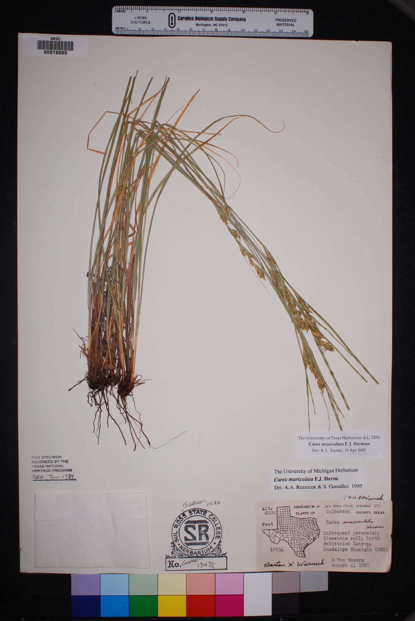 Carex muriculata image