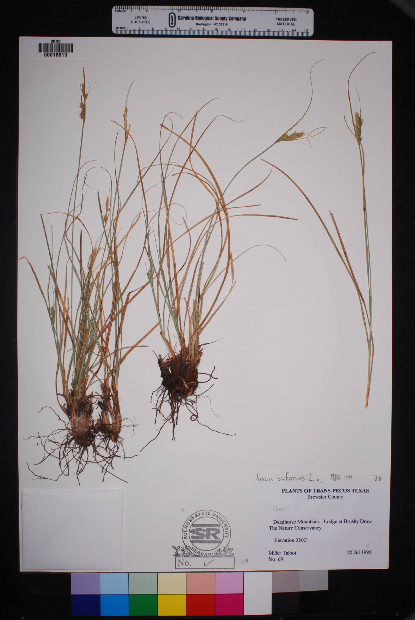 Carex muriculata image