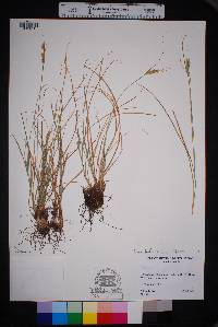 Carex muriculata image