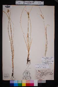 Carex muriculata image