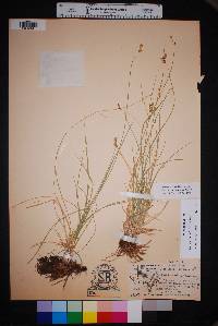 Carex occidentalis image