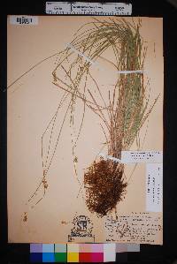 Carex occidentalis image