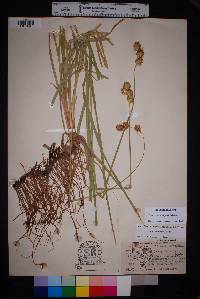 Carex planostachys image