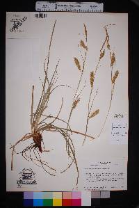 Carex cherokeensis image