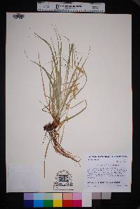 Carex cherokeensis image