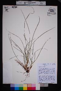 Image of Carex edwardsiana