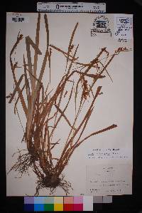 Carex flaccosperma image