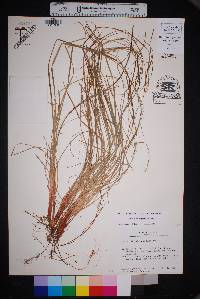 Carex microrhyncha image
