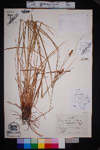 Carex caroliniana var. cuspidata image