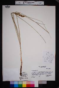 Carex decomposita image