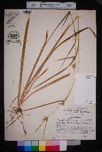 Carex folliculata image