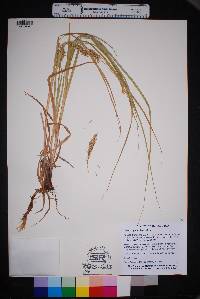 Carex hyalinolepis image