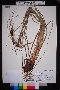 Carex joorii image