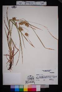 Carex louisianica image