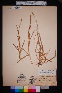 Carex microdonta image