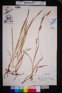 Carex microdonta image