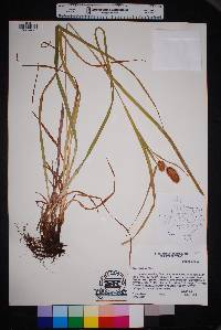 Carex typhina image