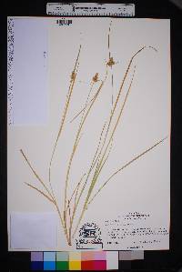 Carex viridula image