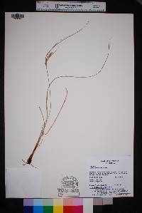 Carex schiedeana image