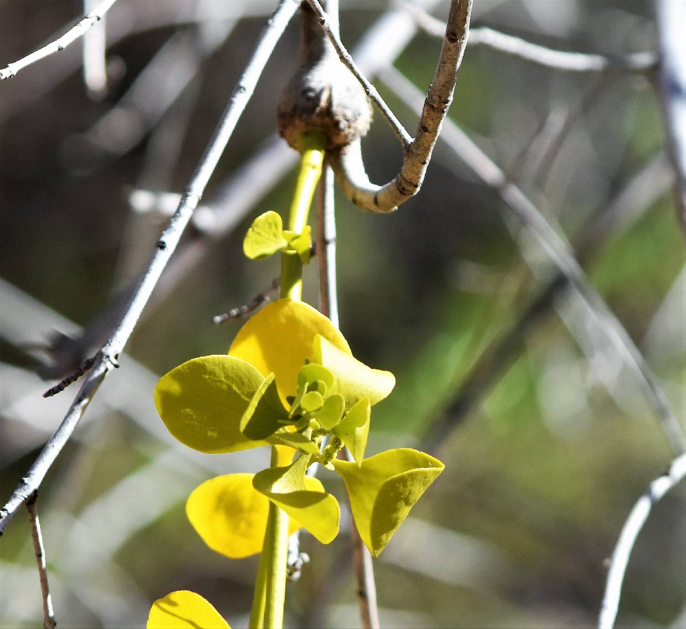 Phoradendron leucarpum subsp. leucarpum image