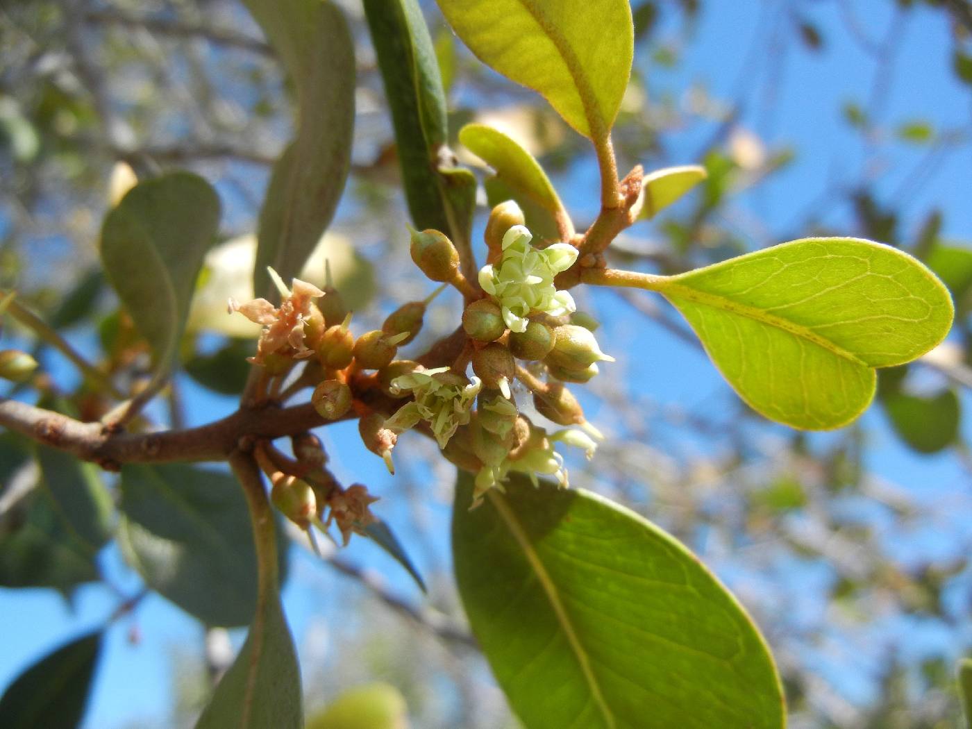 Sideroxylon americanum image