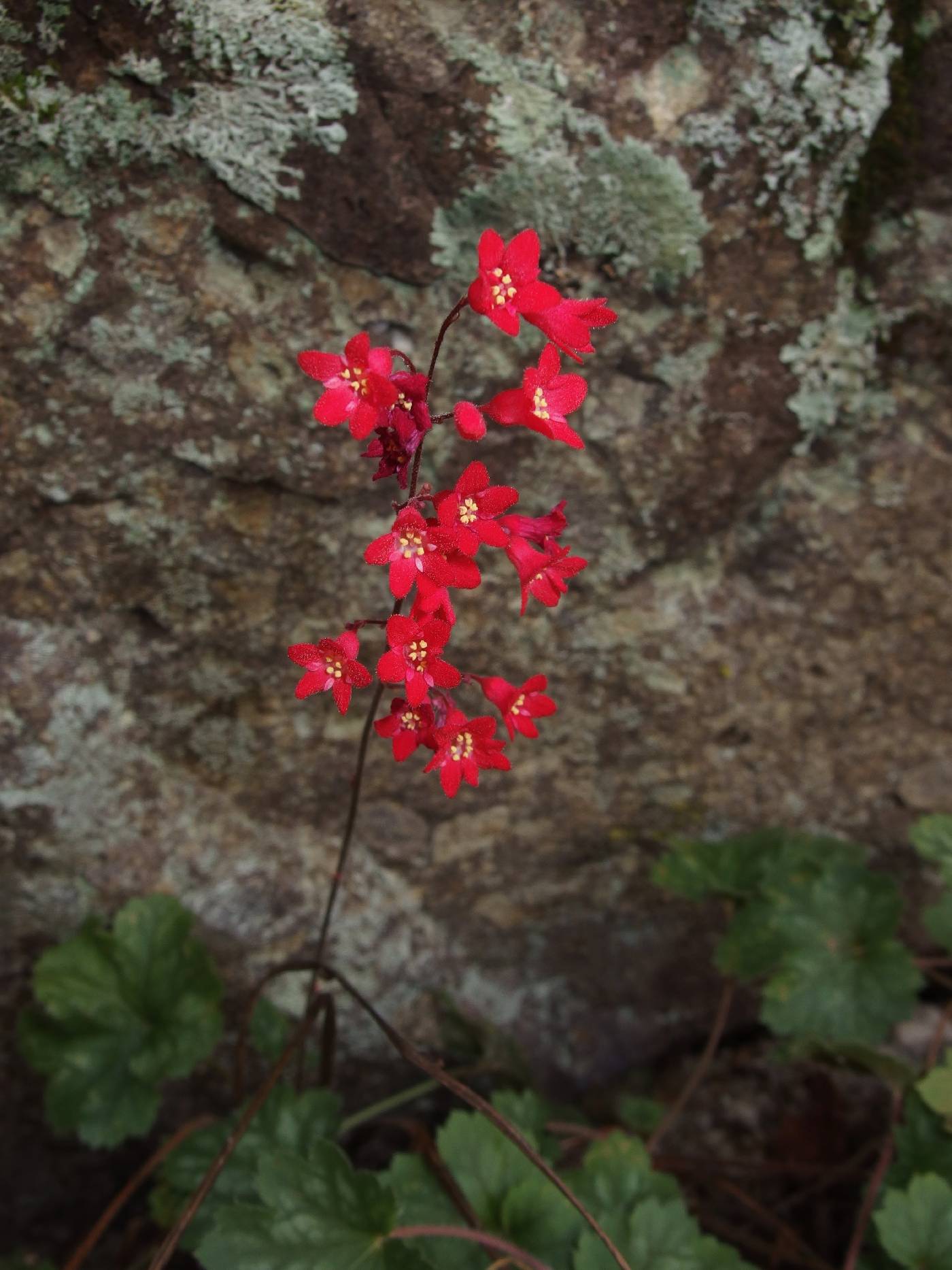 Heuchera sanguinea image