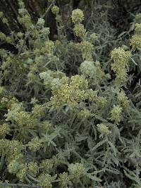 Buddleja utahensis image